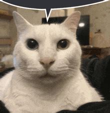 Image result for Cat Coding at Computer