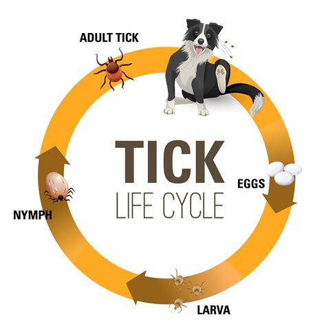 The Life (and Death) of Fleas and Ticks on Dogs