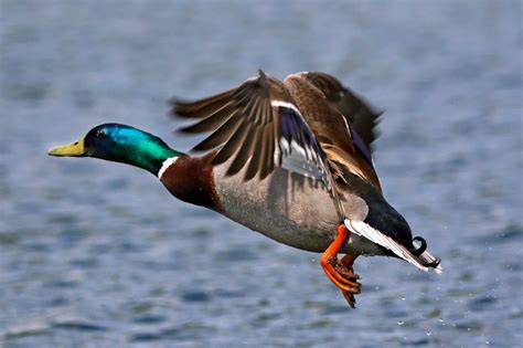 Can Ducks Fly? (Distance, Height, Speed & FAQs) - Bird Helpful