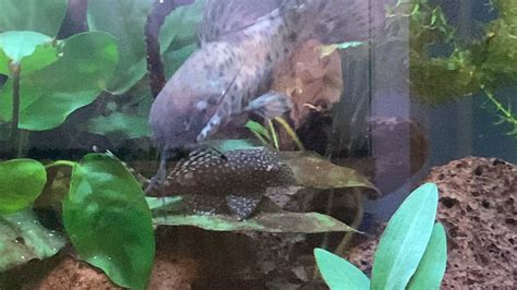 Which Fish Eat Diatoms? A Guide To Natural Aquarium Cleanup