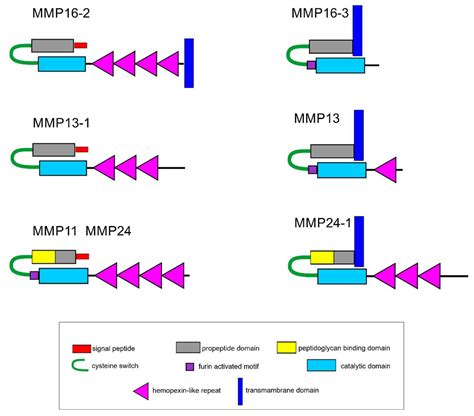 Muscle Regeneration in Holothurians without the Upregulation of Muscle ...