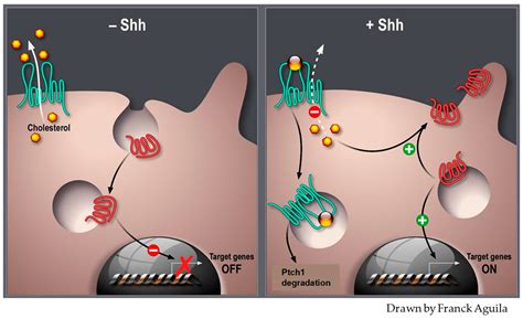 Targeting the Multidrug Transporter Ptch1 Potentiates Chemotherapy ...