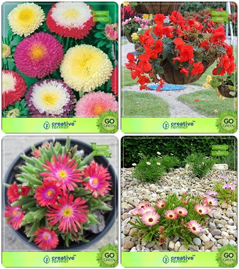 Creative Farmer Flower Seeds : Outdoor Flowering Plants Combo Aster ...