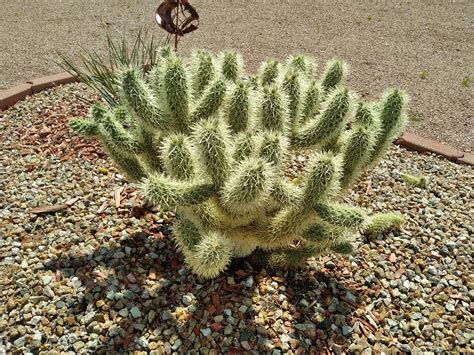 Teddy Bear Cholla