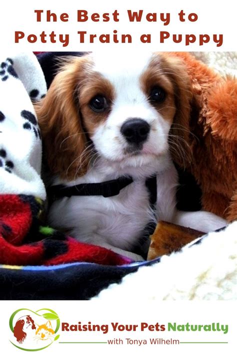 how to potty train a puppy 8 weeks old