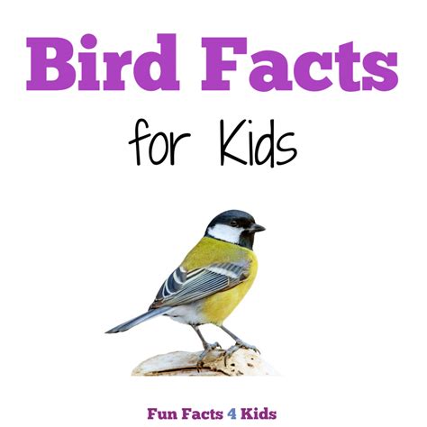 Turkey Bird Facts For Kids Printable