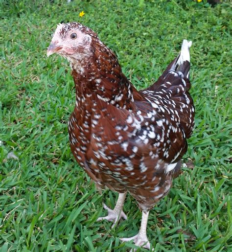 Speckled Sussex 21 weeks "Dotty" | BackYard Chickens - Learn How to ...