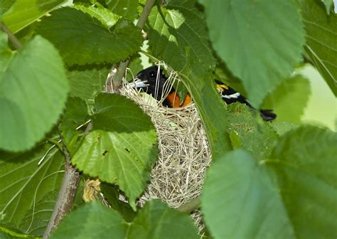 Paul Franklin's Photo Blog: Baltimore oriole/Orchard oriole nest