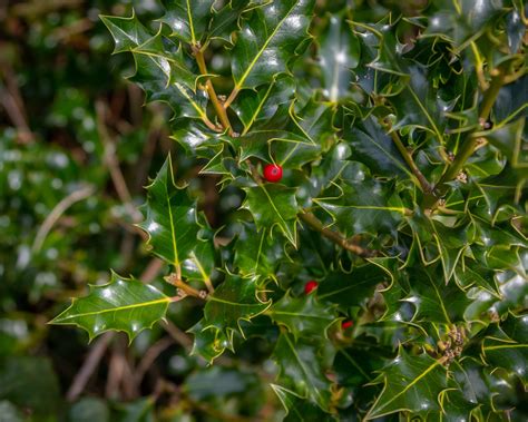 How and when to prune holly bushes for the best results | Gardeningetc