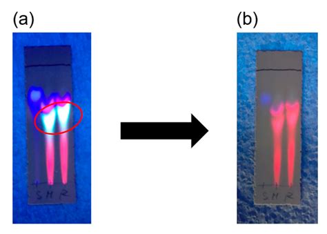 A New Boron–Rhodamine-Containing Carboxylic Acid as a Sugar Chemosensor