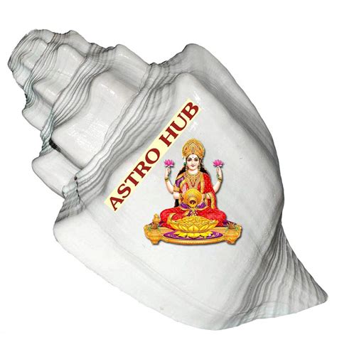 Astro Hub Shankh/Conch Shell Shankh for Pooja (Big) : Amazon.in ...