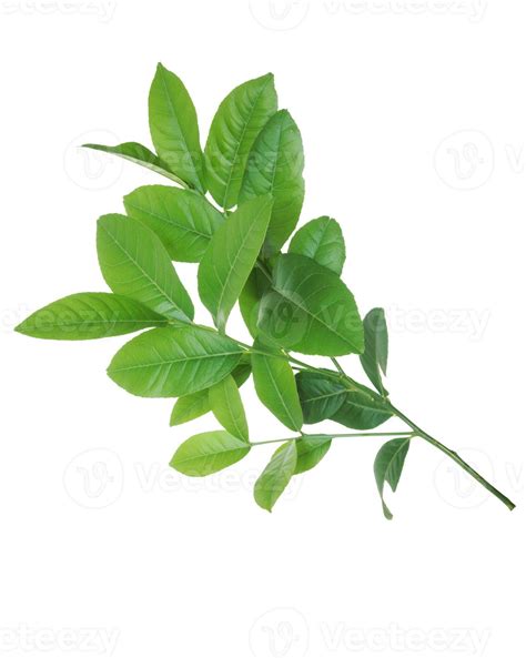 Fresh lemon leaf isolated on white background. 20685497 Stock Photo at ...