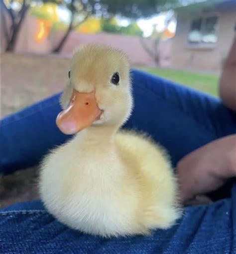 Image result for Duck Number Code in Python Using Count