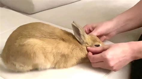 Massage Using Rabbit Fur 的图像结果
