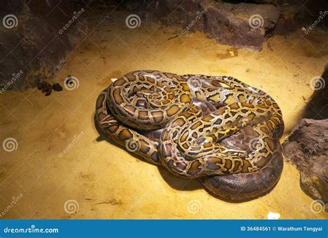 Wild Python Snakes 的图像结果