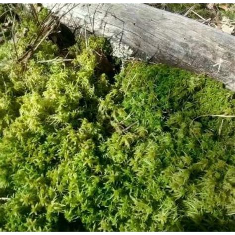 Live, Natural, Real Sphagnum Moss: for Orchids, India | Ubuy
