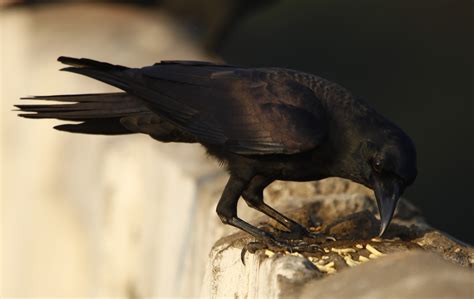 Large-billed Crow (Indian Jungle) - eBird
