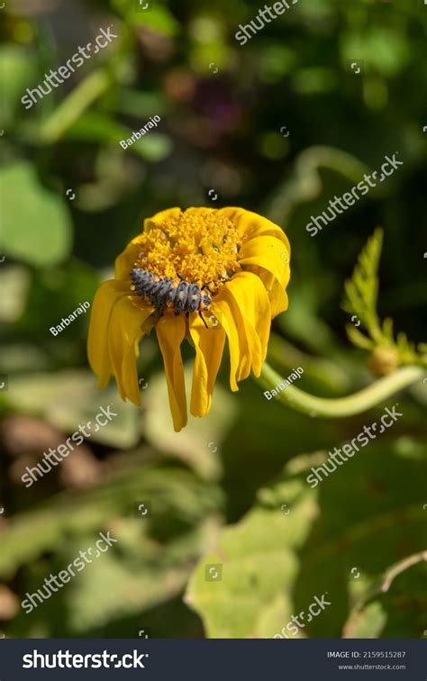Black Orange Spots Ladybug Larvae Sitting Stock Photo 2159515287 | Shutterstock