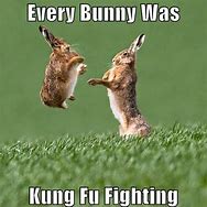 Image result for Funny Bunnty