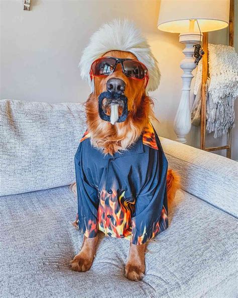 Pottery Barn Golden Retriever Costume at Chloe Papathanasopoulos blog