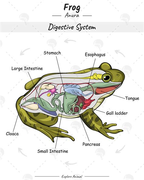 Digestive System Of Frog Easy Diagram For Clear Biology Study