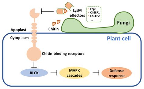 Crucial Roles of Effectors in Interactions between Horticultural Crops ...