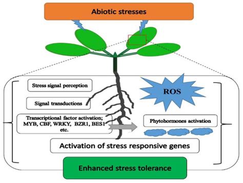Transgenic Breeding Approaches for Improving Abiotic Stress Tolerance ...