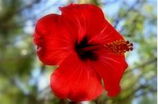 fiori di ibisco karkad 232 ibisco l infusione pi 249 antiossidante al mondo fiori di ibisco karkad 232 ibisco l infusione pi 249 antiossidante al mondo