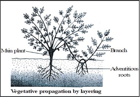 Vegetative Reproduction and Reproduction in Flowering Plants - Class 10 ...
