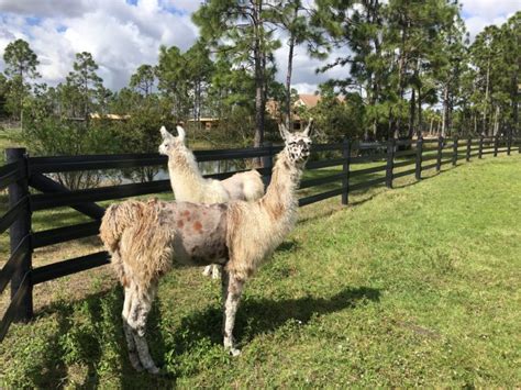 Llamas - Mandalay Farms | Jupiter, FL | Mandalay Farms | Jupiter, FL