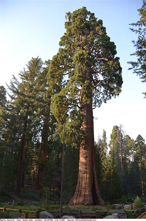 Image result for What Is a Sentinel Tree