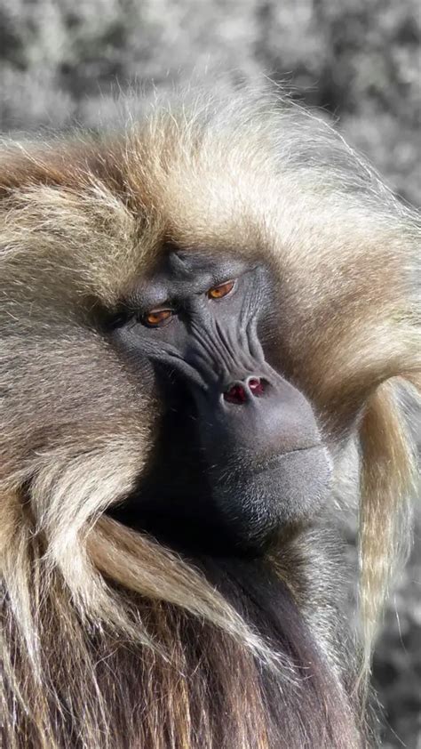 Why spiritual guru Shri Premananda Maharaj has indefinitely stalled his ...