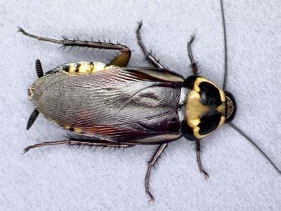 Australian Cockroach 的图像结果