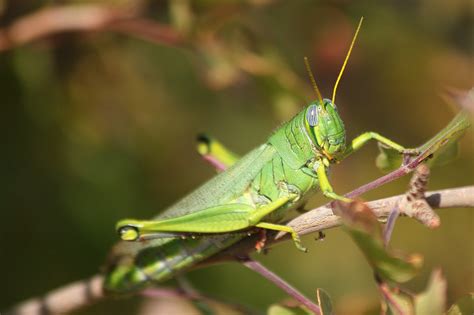 Grasshopper Xp