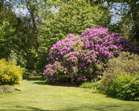 How to prune azaleas: to keep them healthy and beautiful | Homes & Gardens
