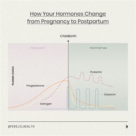 Estrogen Levels During Pregnancy
