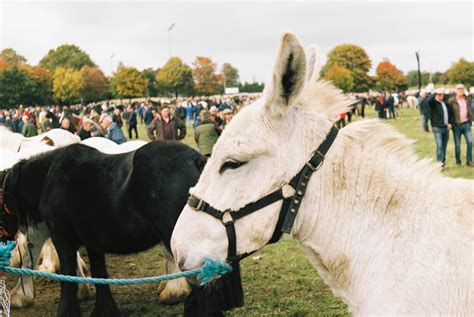 Marion Bergin - Horses - Ballinasloe Horse Fair, Ireland, 2018 For Sale at 1stDibs