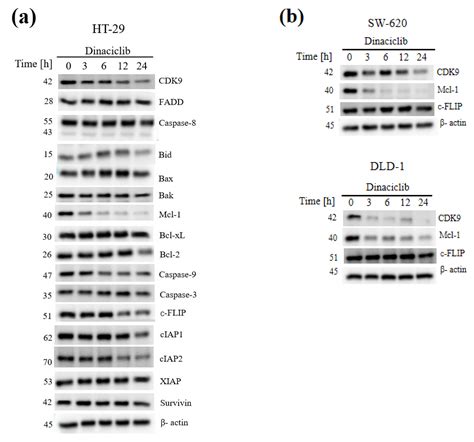 Evaluation of CDK9 Inhibition by Dinaciclib in Combination with ...