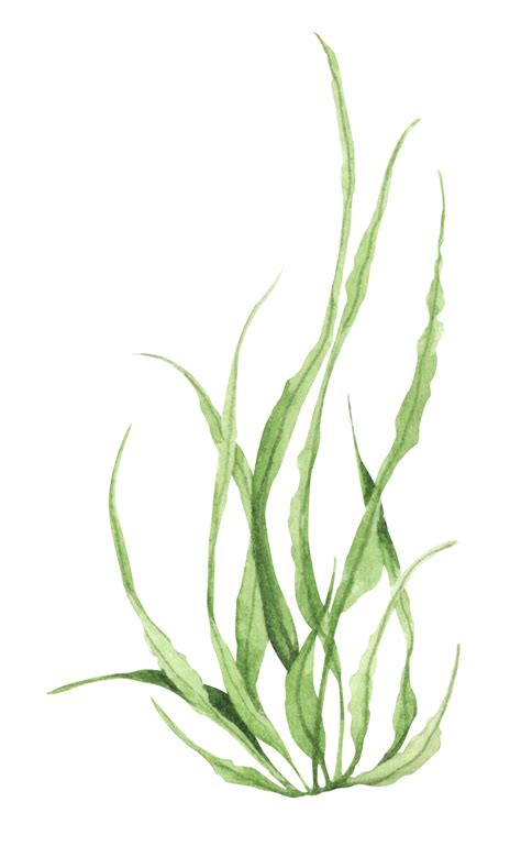 Real Ocean Plants