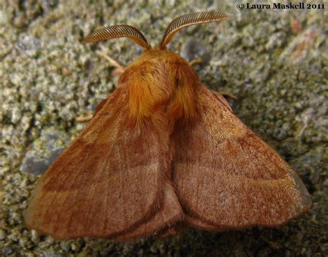 Tent Caterpillar Moth