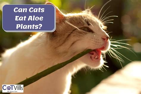Can Cats Eat Aloe Plants? Is Aloe Toxic To Cats?