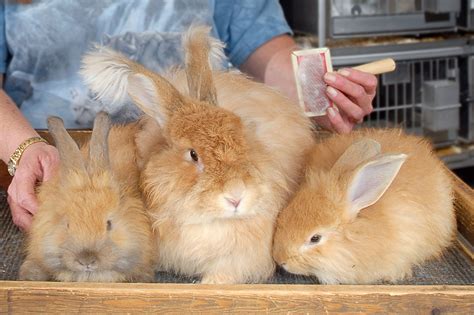 Baby French Angora Rabbit