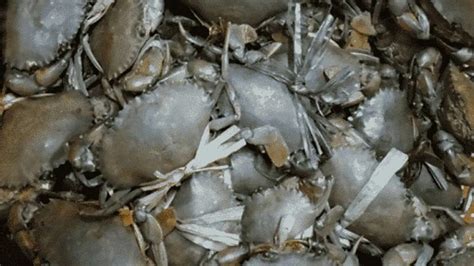 Boost Up For Aquaculture Sector: Innovative Mud Crab Hatchery ...