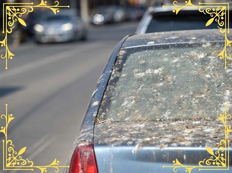 10 Spiritual Meanings of Bird Poop on Car [Good Luck?] - What Spiritual