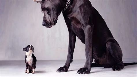 Dogs Mate Like Human 的图像结果