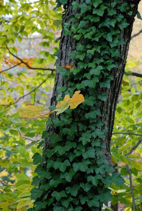 Killing English Ivy And Removing Ivy From Trees | Gardening Know How