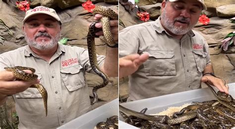 Viral video: Zookeeper introduces feisty baby anacondas to world