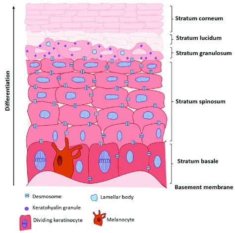 what is basement membrane