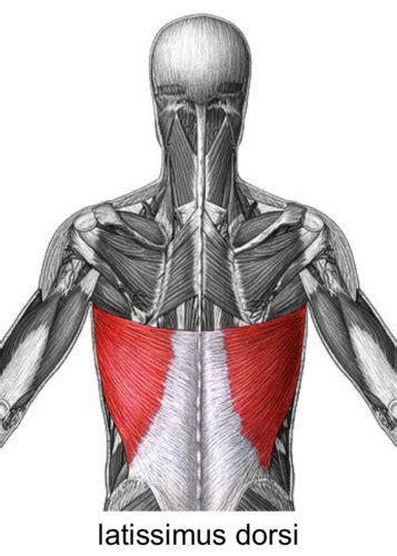 Image result for Example of Muscle Origin