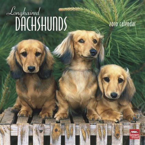 Longhaired Dachshunds 2010 Calendar : Amazon.in: Books